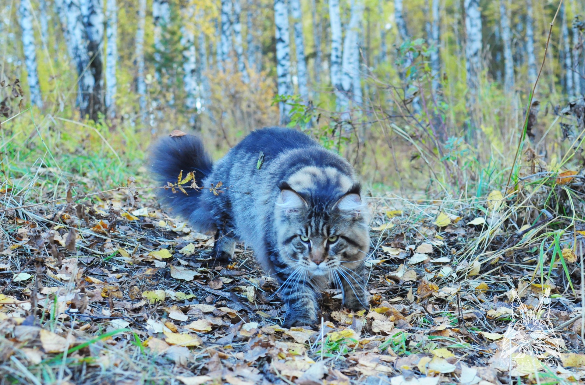 Монопородный питомник мейн кунов в Красноярске. Питомник самых больших домашних кошек.