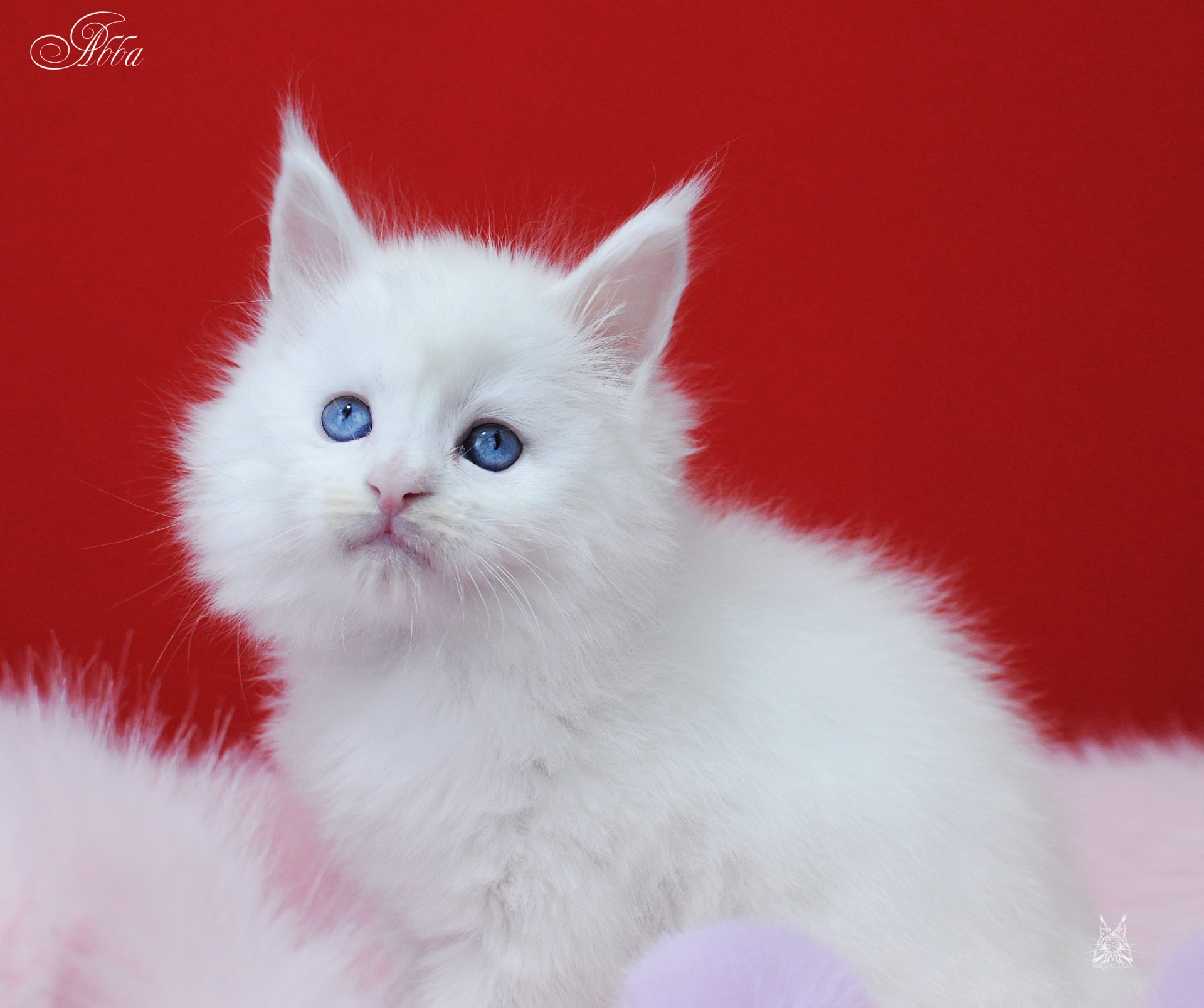 белый мейн кун с голубыми глазами