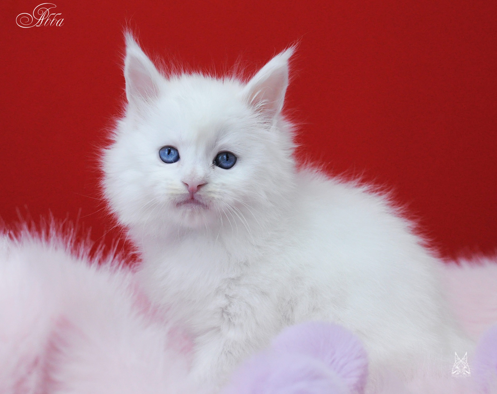 котенок с голубыми глазами