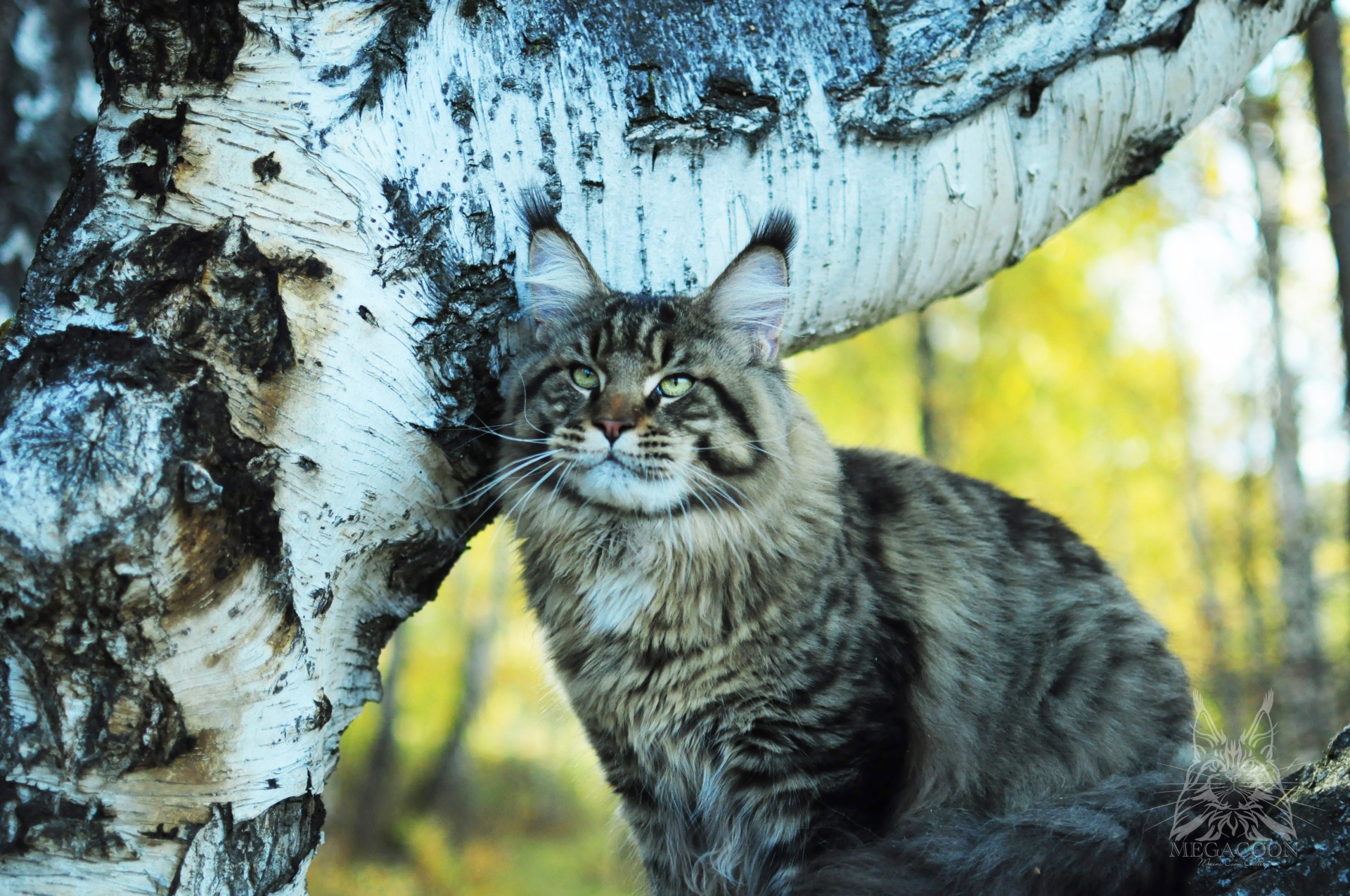 Племенной кот питомника мейн кунов Мегакун в Красноярске