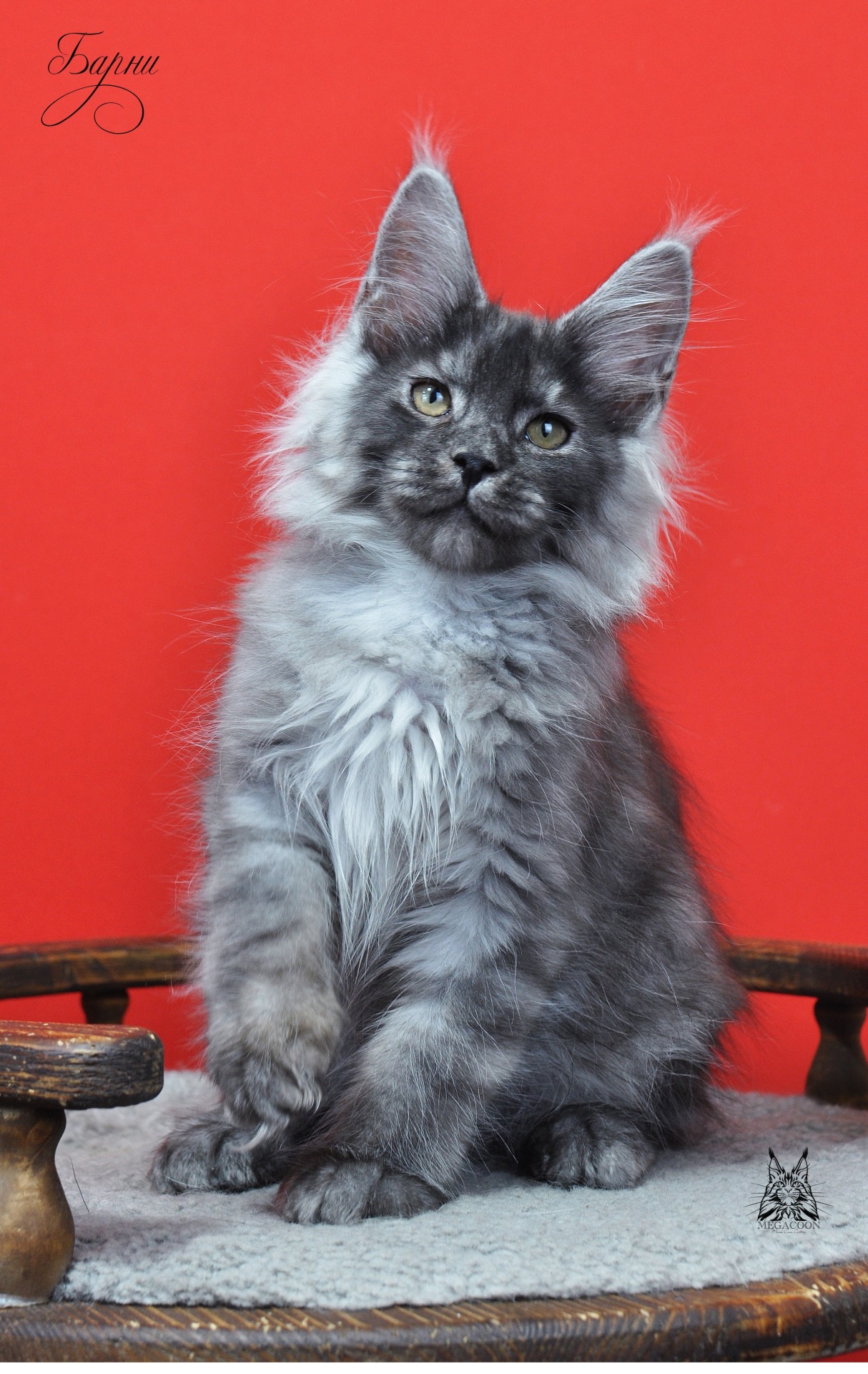 Котенок голубой дым