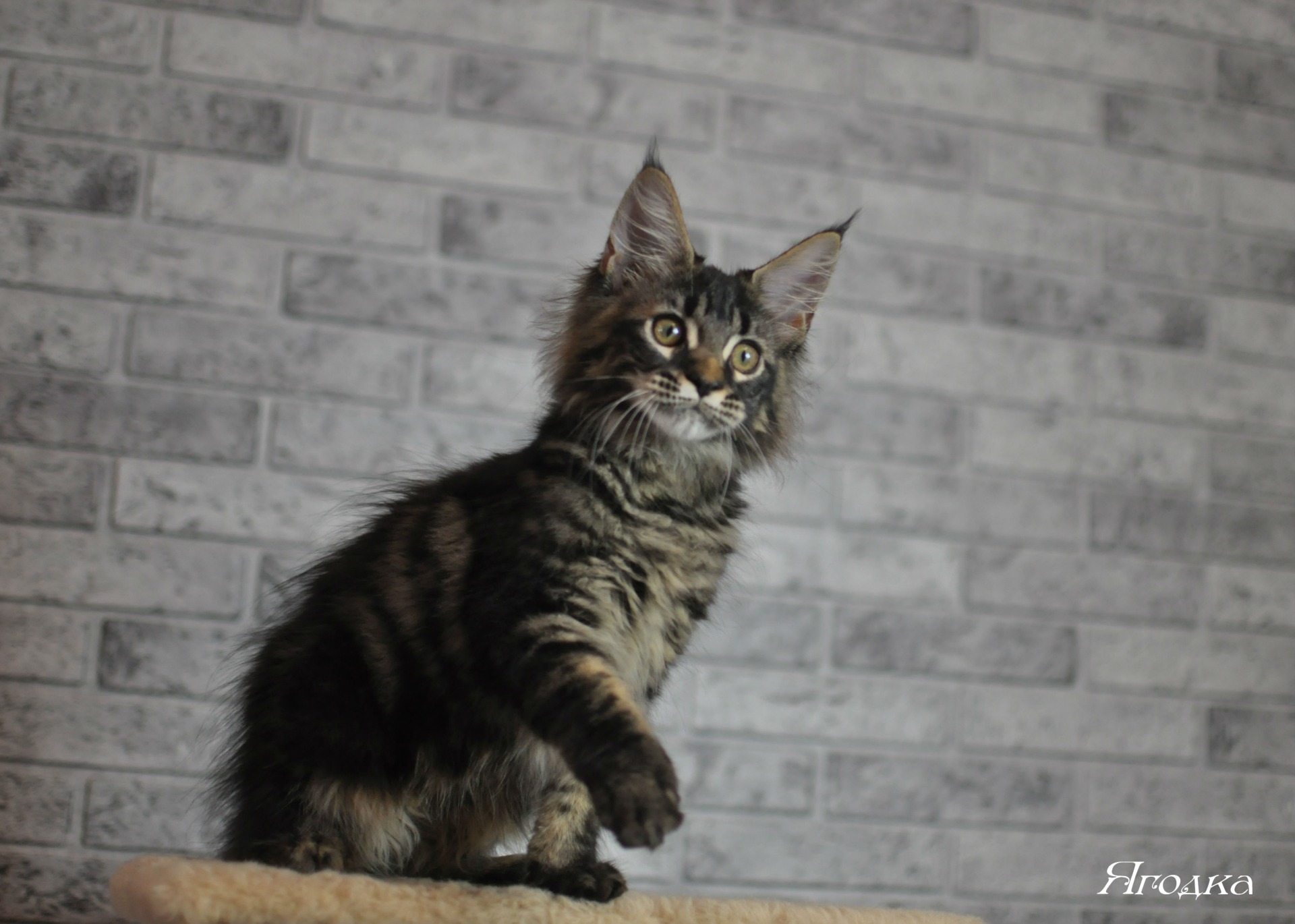 Котенок мейн кун из питомника Мегакун